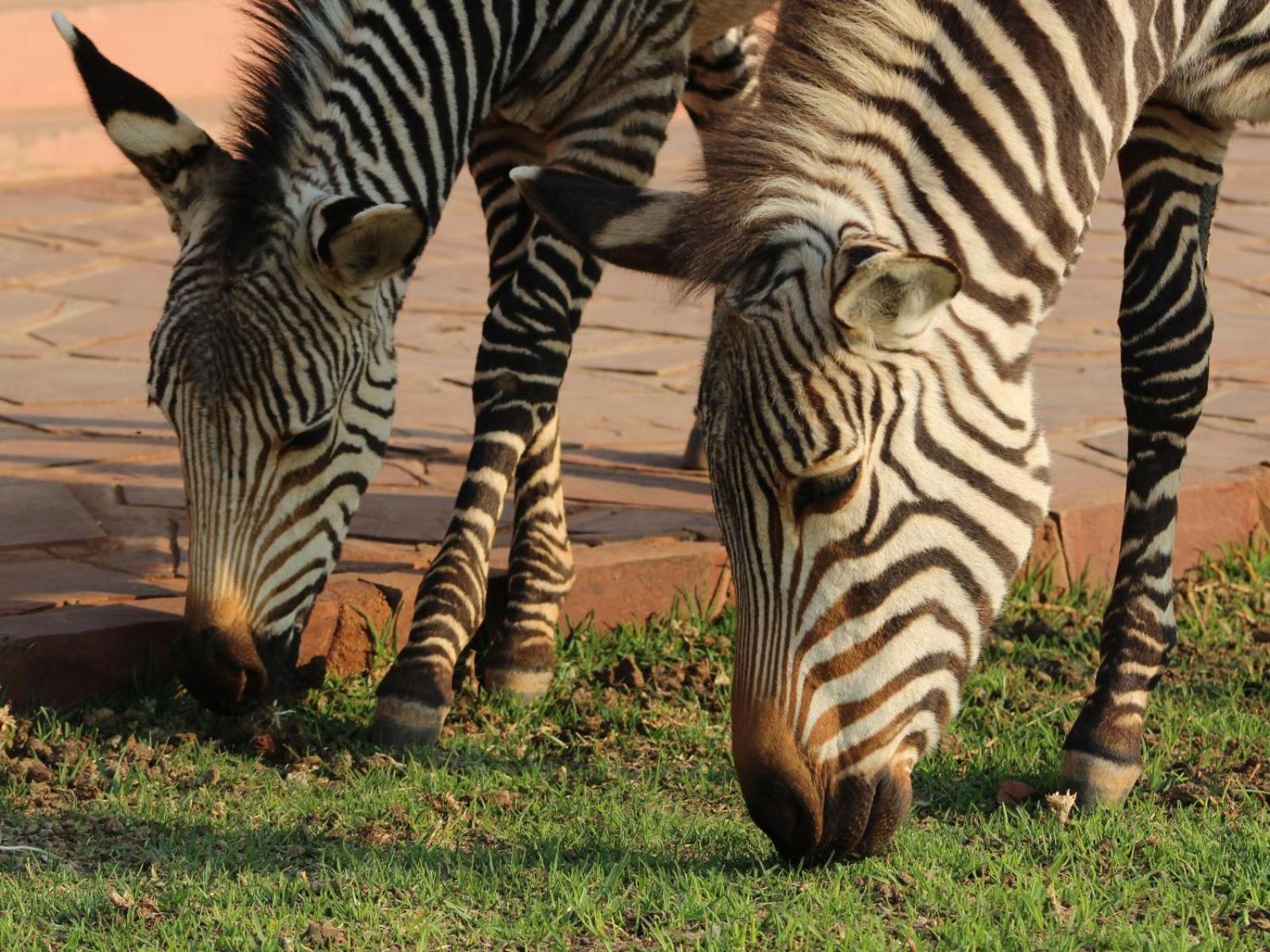 We Kebi Safari Lodge Сесрієм Екстер'єр фото